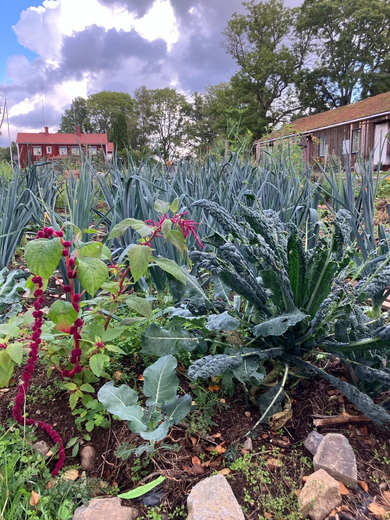 Ödevata studiebesök Odlingsakademien
